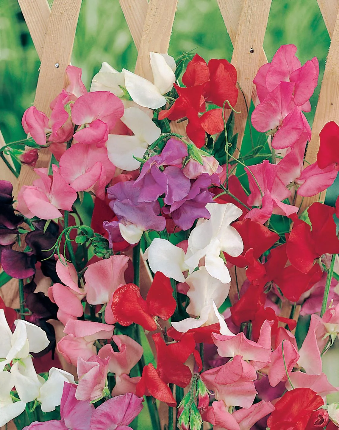 Sweet Pea Jet Set Mixed Seeds - Image 3