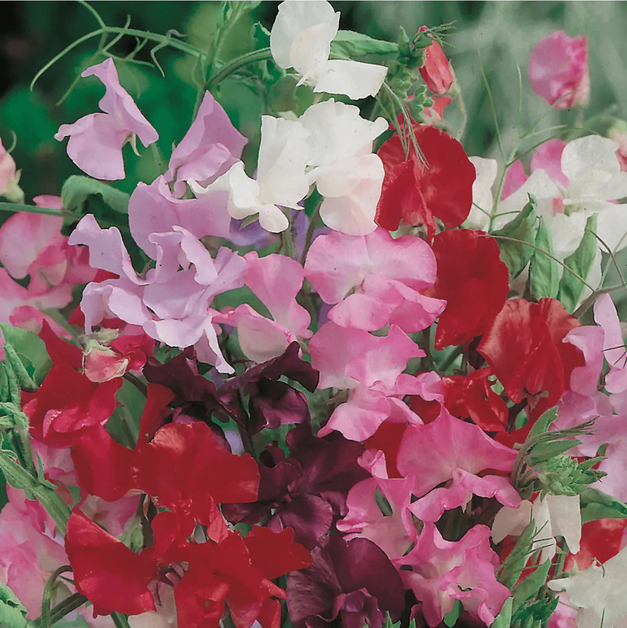 Sweet Pea Royal Mixed Seeds - Image 3