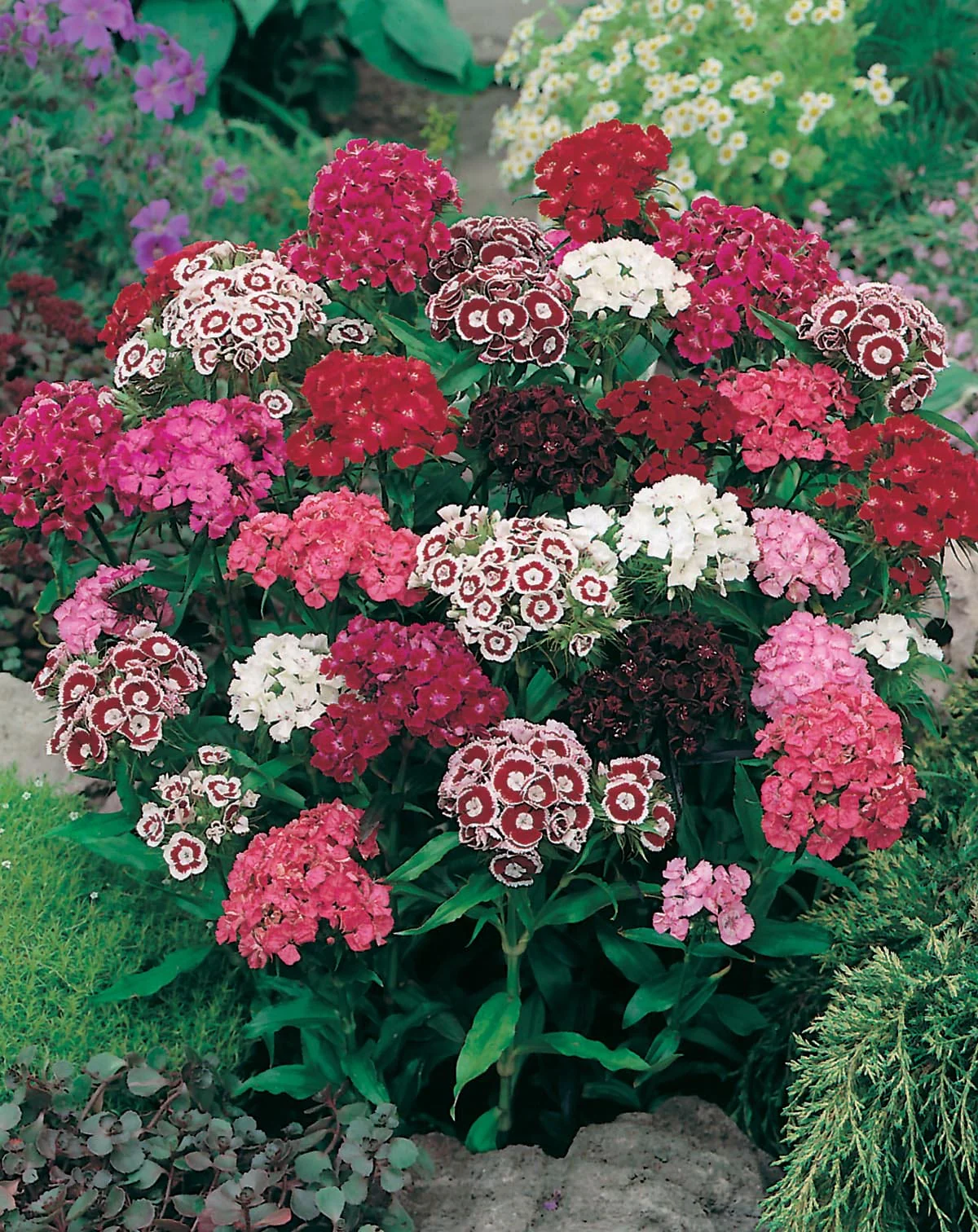Sweet William Single Mixed Seeds - Image 3