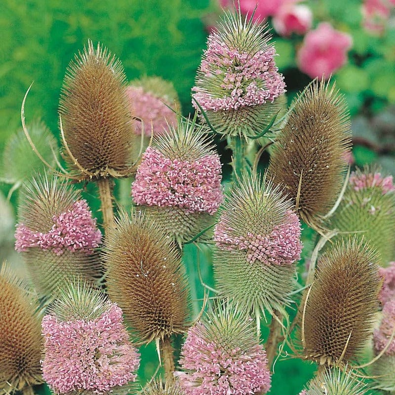 Teasel Seeds - Image 3