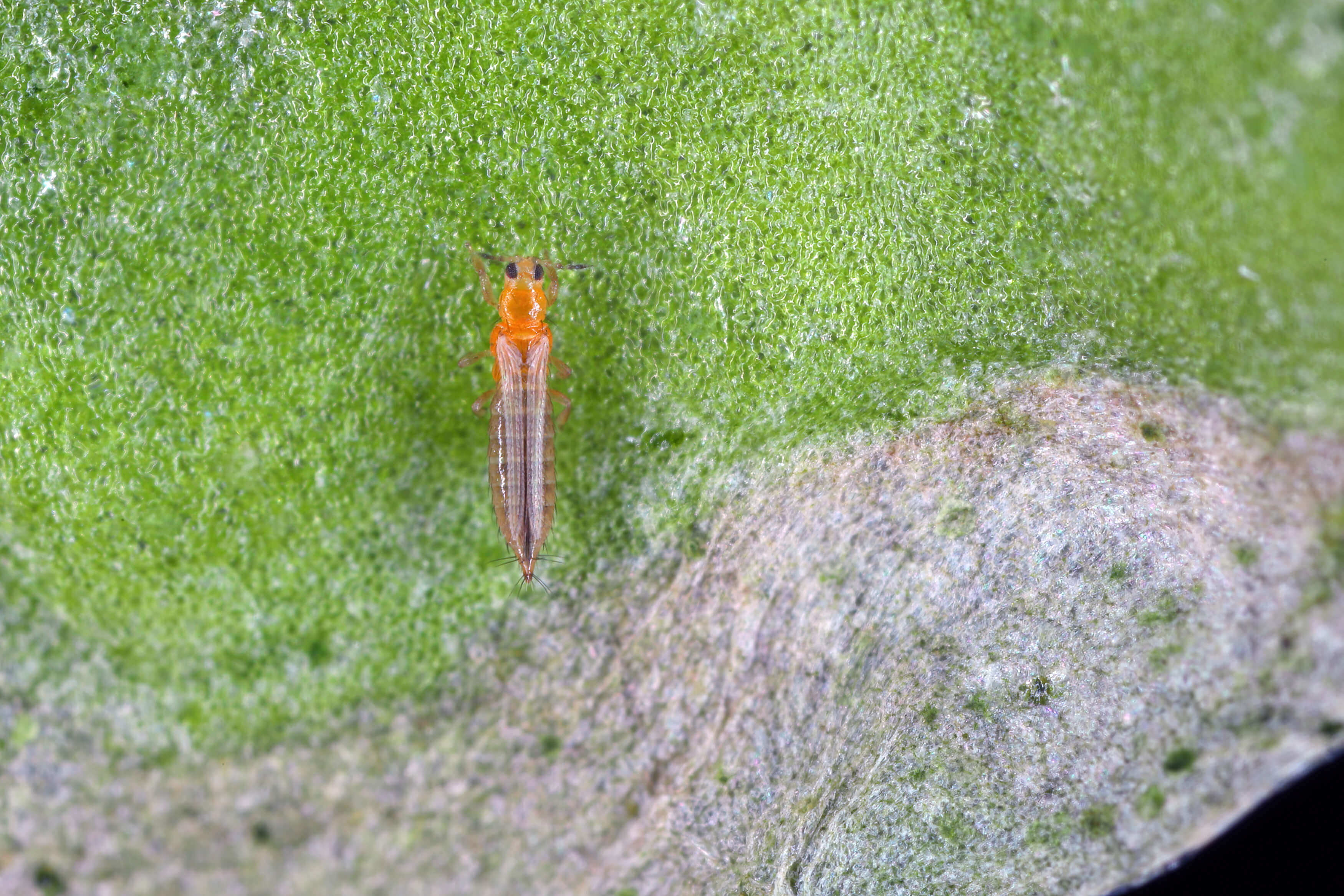 Thrip Nematodes 60sqm - Image 3