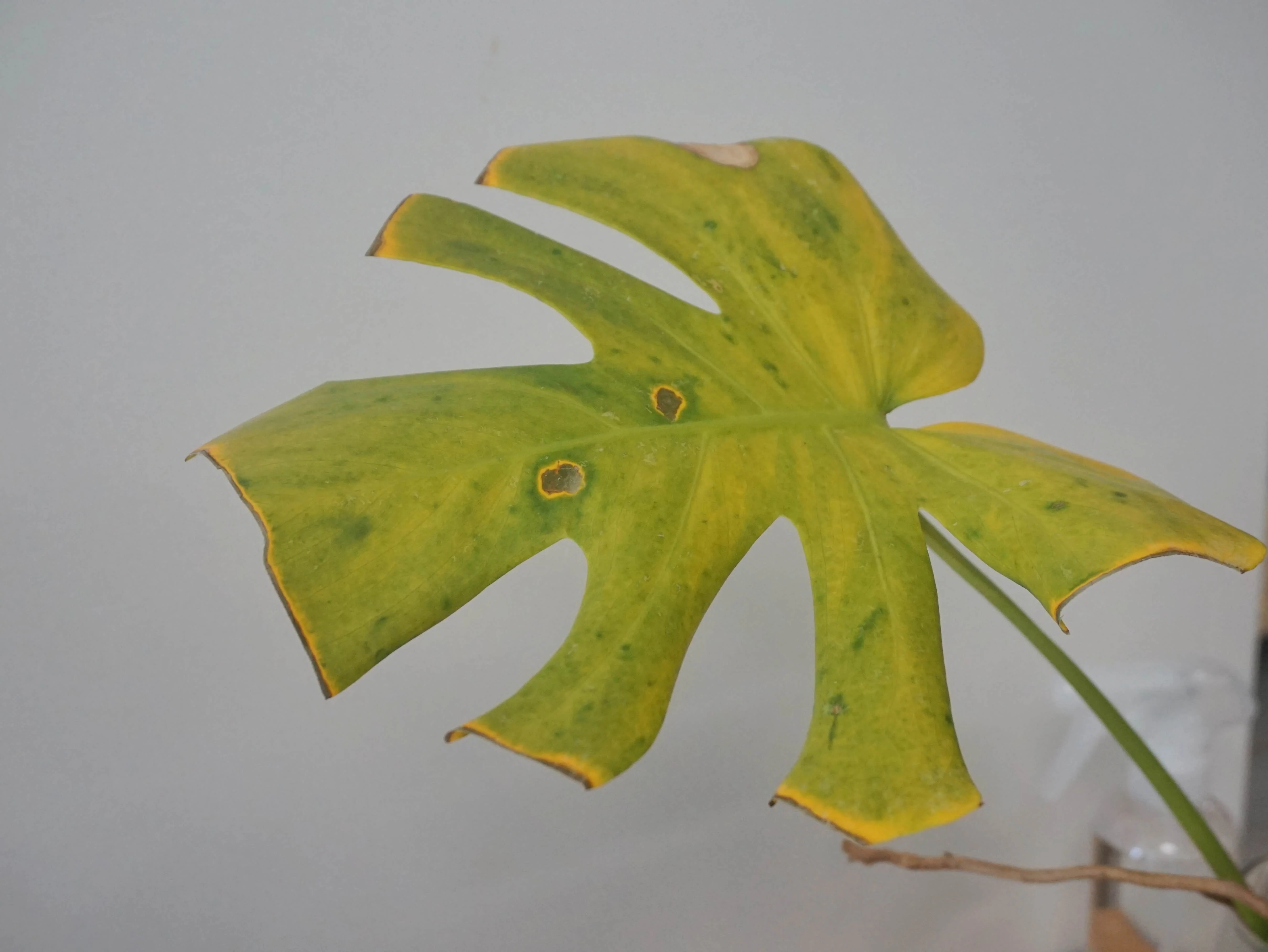 Thrip Nematodes 60sqm - Image 4