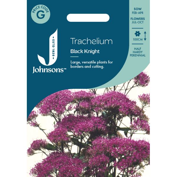 Trachelium Black Knight Seeds