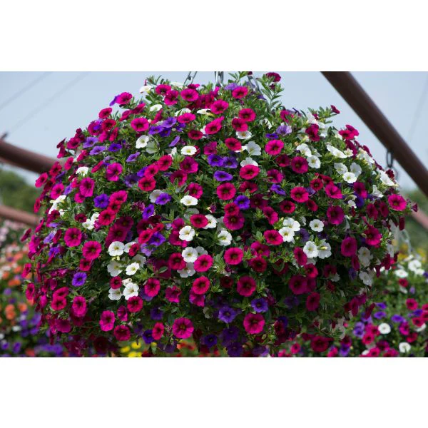 Trixi Spirit Flower Plants - Image 3