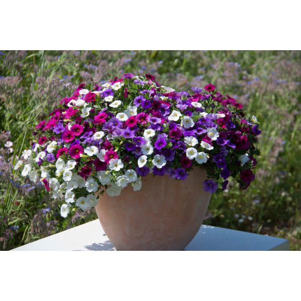 Trixi Spirit Flower Plants - Image 4