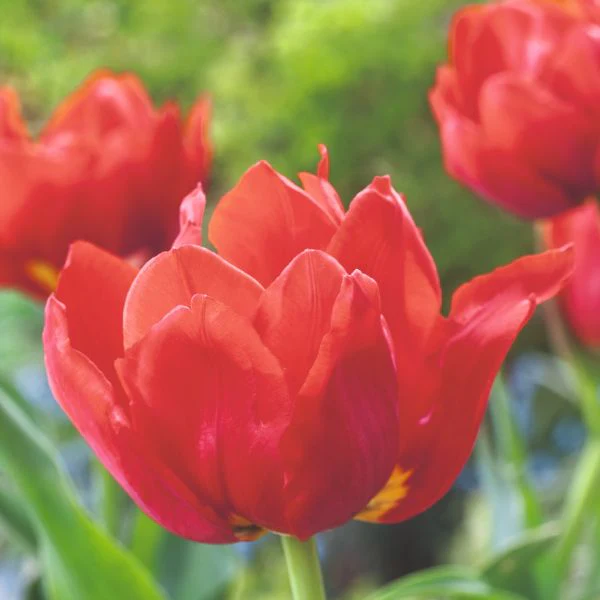 Tulip Abba Flower Bulbs - Image 2