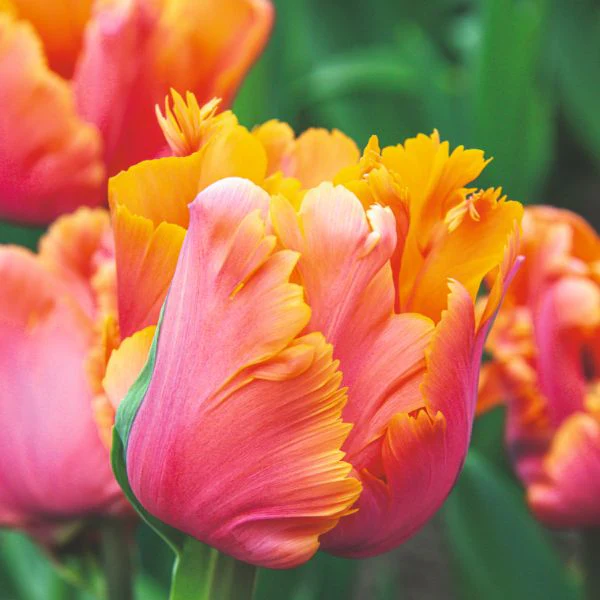 Tulip Amazing Parrot Flower Bulbs - Image 2