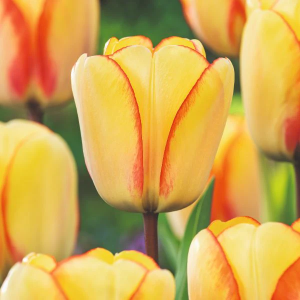 Tulip Beauty Of Spring Flower Bulbs - Image 2