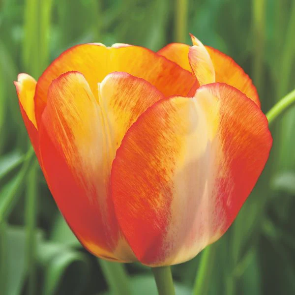Tulip Beauty Of Spring Flower Bulbs - Image 3