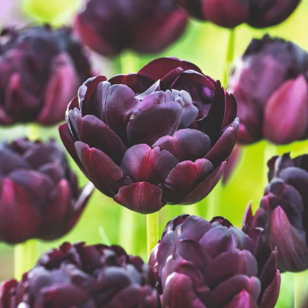 Tulip Black Hero Flower Bulbs - Image 2