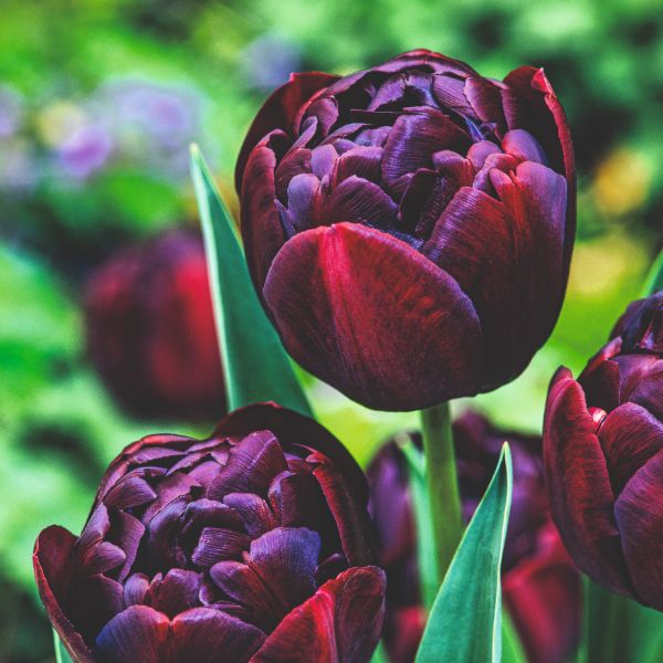 Tulip Black Hero Flower Bulbs - Image 3