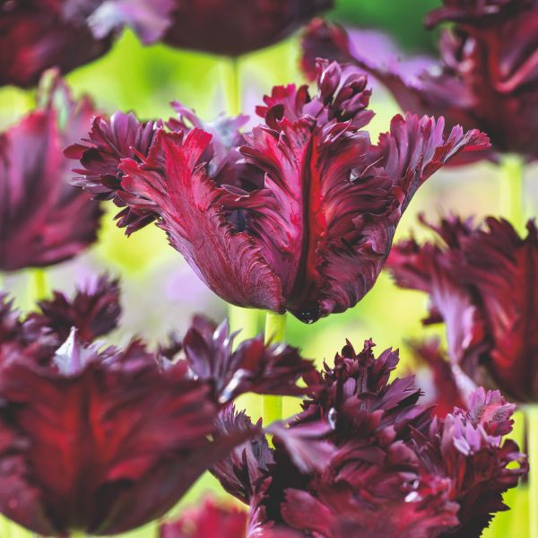 Tulip Black Parrot Flower Bulbs - Image 2