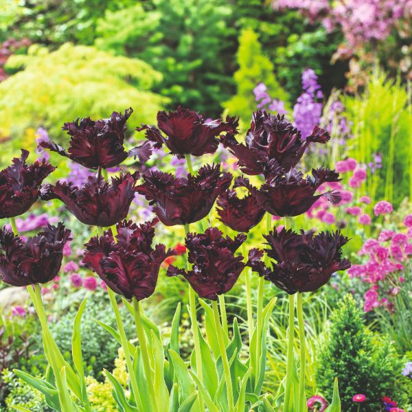 Tulip Black Parrot Flower Bulbs - Image 3