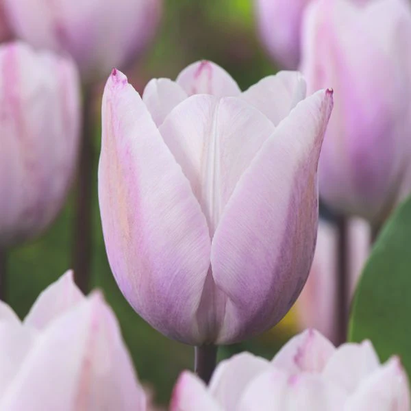 Tulip Blue Amiable Flower Bulbs - Image 2