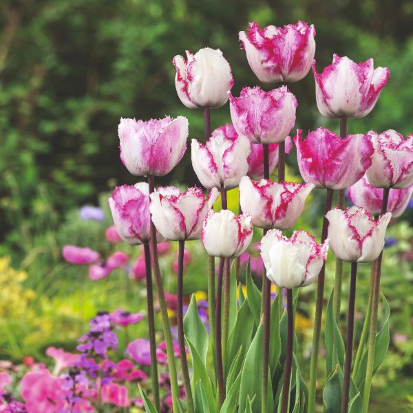 Tulip Blueberry Ripple Flower Bulbs - Image 2