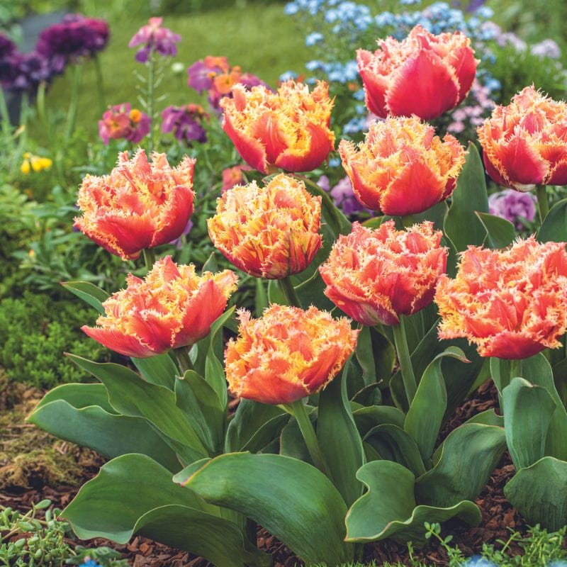 Tulip Brisbane - Image 3