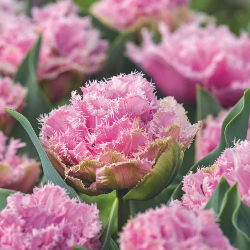Tulip Cairns - Image 2