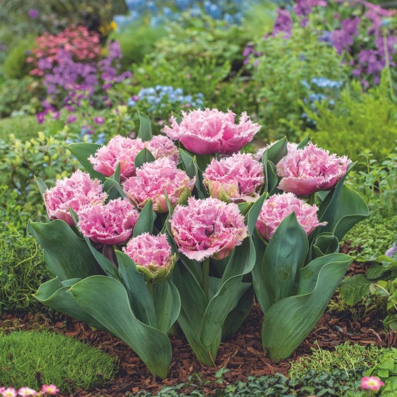 Tulip Cairns - Image 3
