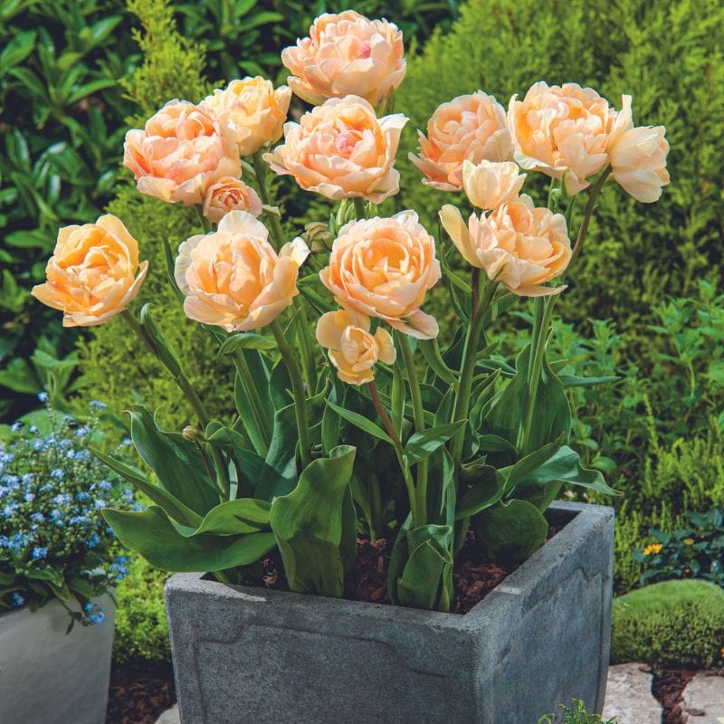 Tulip Charming Lady - Image 3