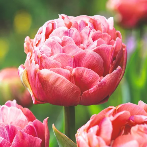 Tulip Copper Image Flower Bulbs