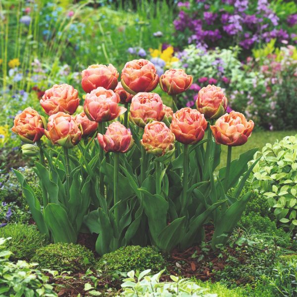 Tulip Copper Image Flower Bulbs - Image 2