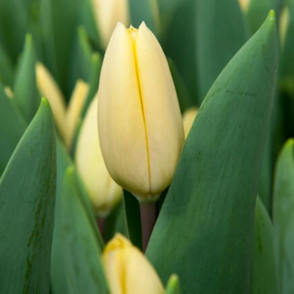 Tulip Crème Fraiche Flower Bulbs - Image 2