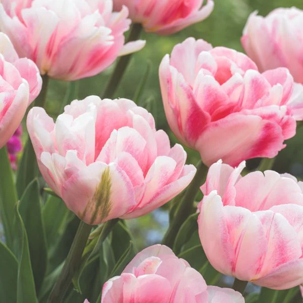 Tulip Foxtrot Flower Bulbs - Image 2