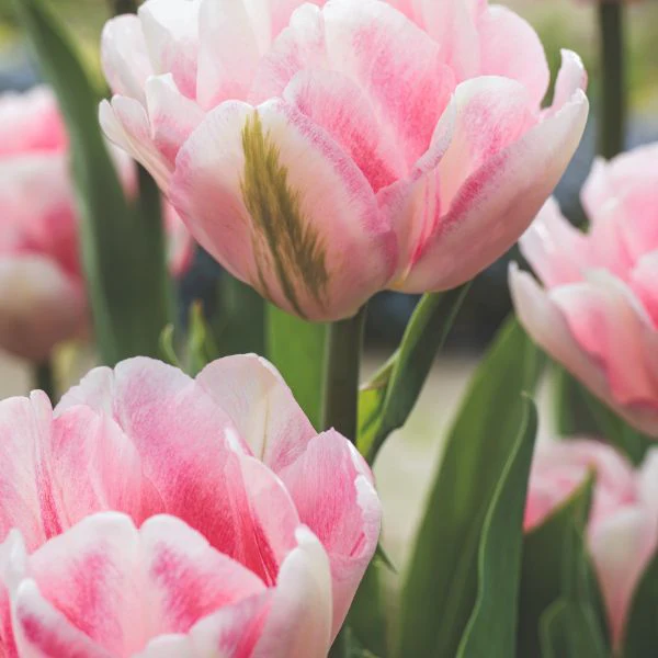 Tulip Foxtrot Flower Bulbs - Image 3