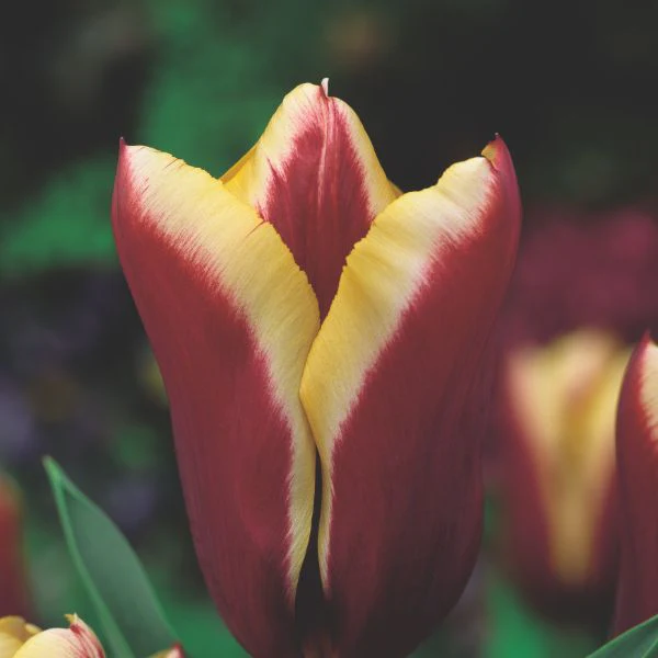 Tulip Gavota Flower Bulbs - Image 2