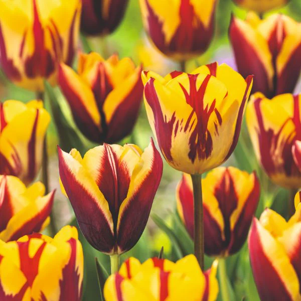 Tulip Gavota Flower Bulbs - Image 3
