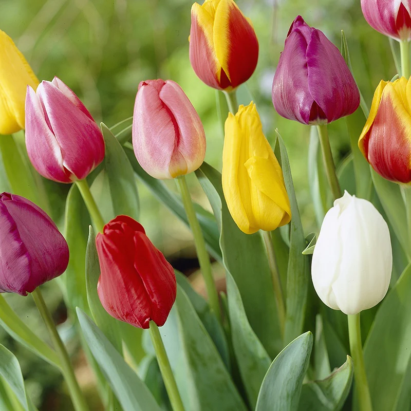 Tulip Mixed Colours Bulb Collection - Image 2