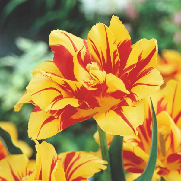 Tulip Monsella Flower Bulbs - Image 2