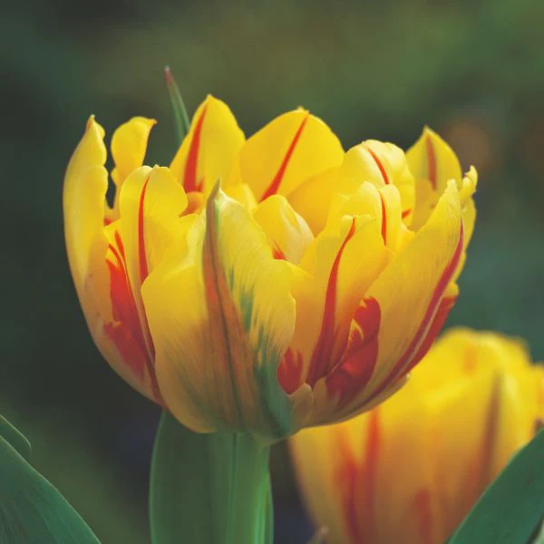 Tulip Monsella Flower Bulbs - Image 3