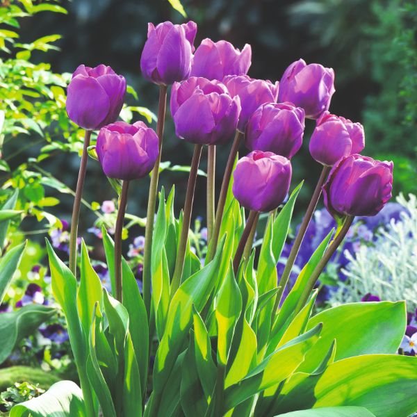 Tulip Negrita Flower Bulbs - Image 2