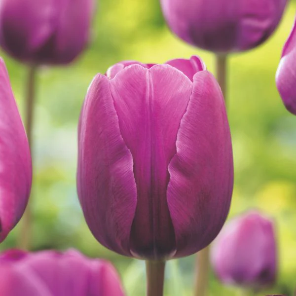 Tulip Negrita Flower Bulbs - Image 3