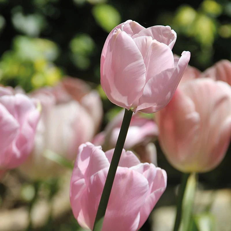 Tulip Diamonds and Queens Collection - Image 3