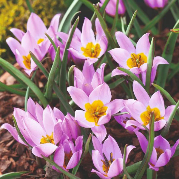 Tulip Pulchella Humilis Flower Bulbs - Image 2