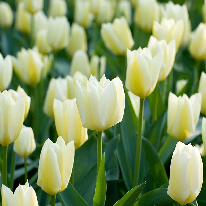 Tulip Purissima Flower Bulbs