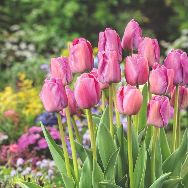 Tulip Purple Pride Flower Bulbs - Image 2