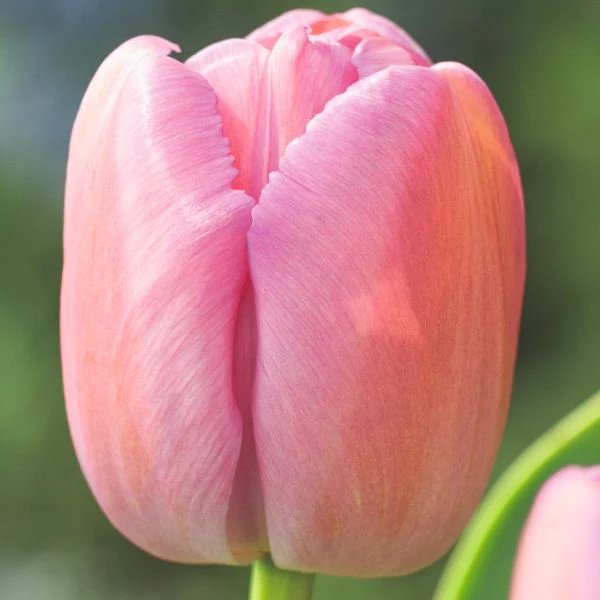Tulip Purple Pride Flower Bulbs - Image 3