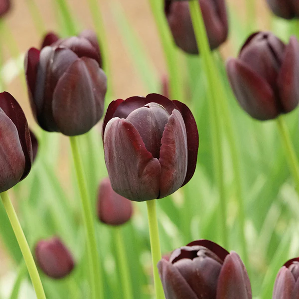 Tulip Queen of the Night Flower Bulbs - Image 2