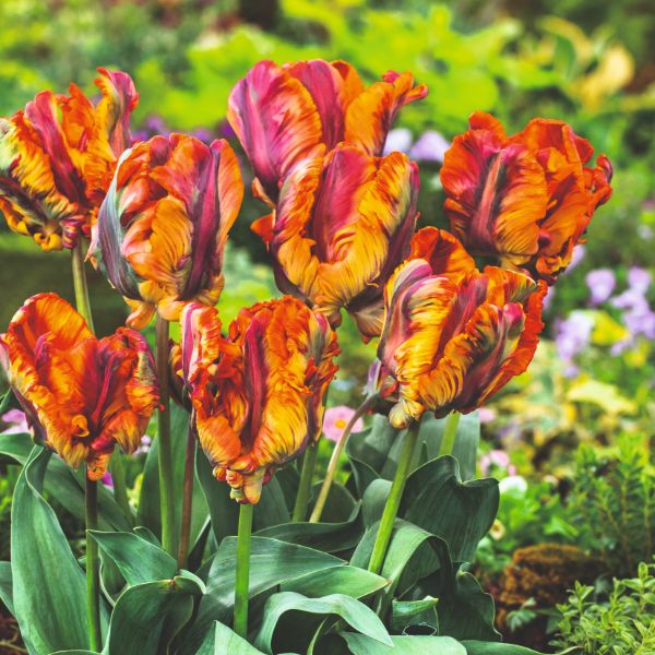 Tulip Rasta Parrot Flower Bulbs - Image 2