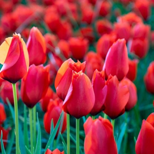 Tulip Red Purissima - Image 2
