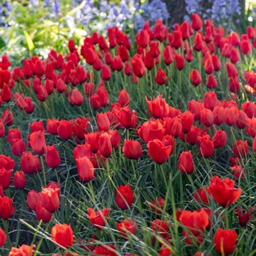 Tulip Red Purissima - Image 3