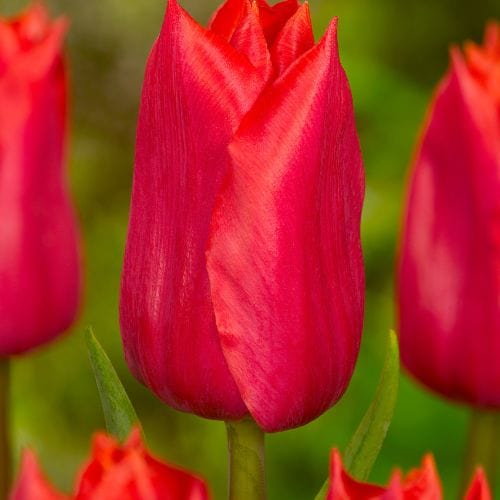 Tulip Red Purissima - Image 4