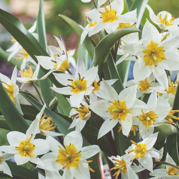 Tulip Turkestanica Flower Bulbs - Image 2