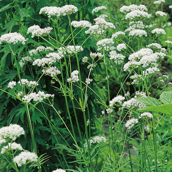 Valerian Wildflower Plants