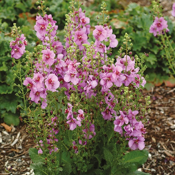 Verbascum Flower Plant Collection - Image 3
