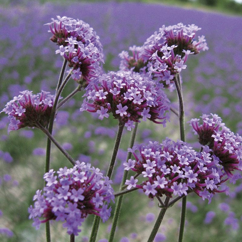 Verbena Bonariensis Flower Plants - Image 3