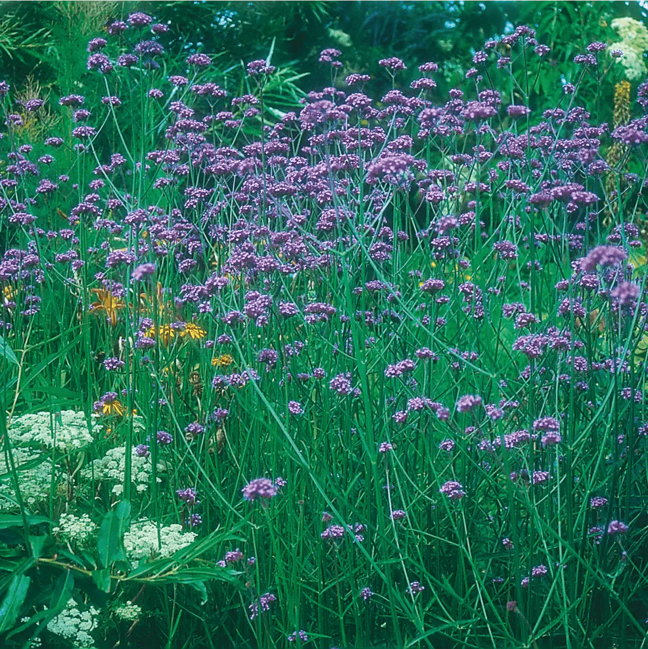 Verbena Bonariensis Seeds - Image 3